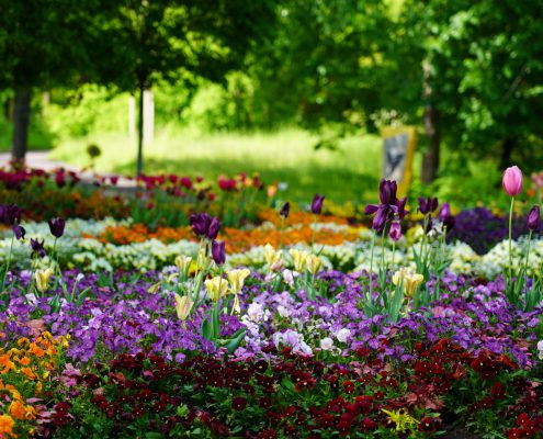 Ein großes, buntes Blumenbeet im egapark ist zu sehen. Unter anderem sind Tulpen zu sehen.